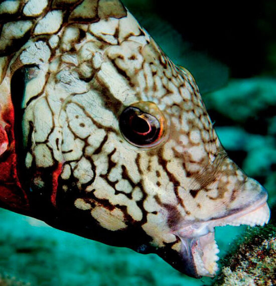 get-a-load-of-those-chompers-why-parrotfish-are-important